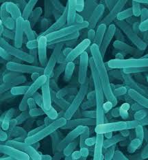 Listeria monocytogenes